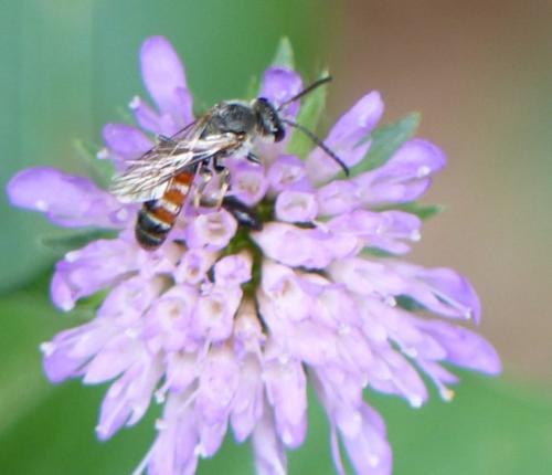 Lasioglossum sp.